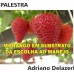 CURSO DE SUBSTRATOS